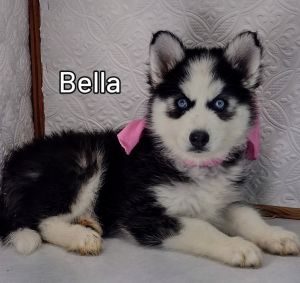 Siberian Husky Bella