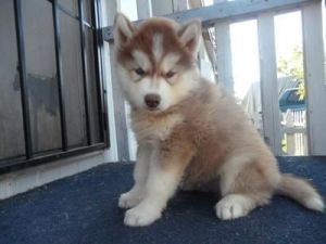 siberian husky puppies for sale.