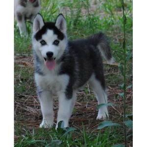 Cute and Adorable Siberian Husky