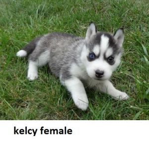 Gorgeuos Siberian Husky Puppies For Sale