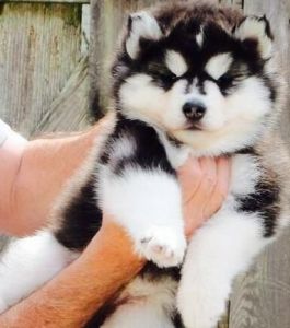Siberian huskies pure bred