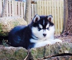 HUSKIES FOR SALE