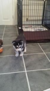 Sweat aKc Reg Siberian Husky Pups For Sale.