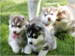 Cute Siberian Husky puppies
