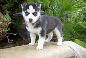 Full Breed Siberian Husky Puppies