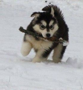 Snow White Siberian Husky Puppies