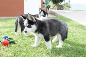 Siberian husky puppies (***) ***-***1