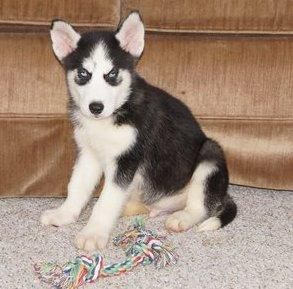 Blue Eyes Siberian Husky Puppies