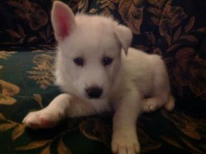 Pistol the Siberian husky