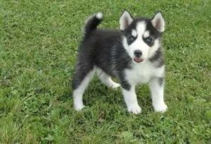 Stunning Siberian Husky Puppies
