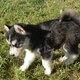 siberian huskies good for homes