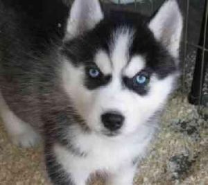 Male And Female Siberians huskys Puppies