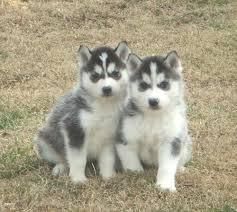 Good Looking Husky Puppie,s (***) ***-***2