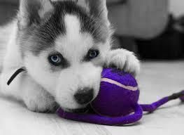 Good Looking Husky Puppie,s (***) ***-***2