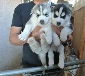 Sweet And Adorable Huskies