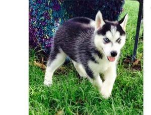 Siberian husky pups