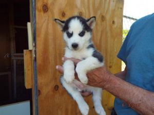 Registered Purebred Siberian Husky Puppies
