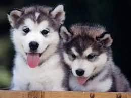 Good Looking Husky Puppie,s\ (***) ***-***2