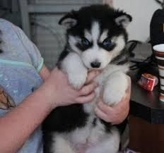 Good Looking Husky Puppie,s (***) ***-***2