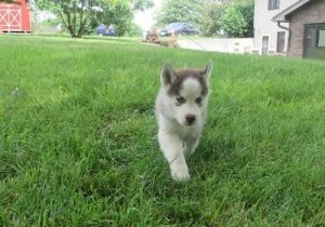 Adorable and admirable husky puppies.
