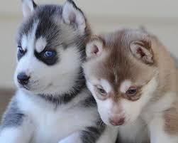 Lovely Siberian Husky Puppies For Adoption