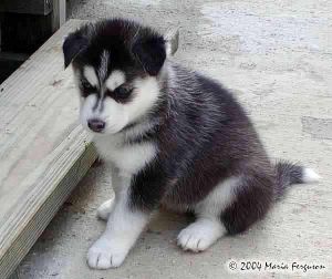 Pure Bred Full Pedigree Siberian Husky Pups