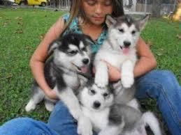 Siberian Husky Puppies