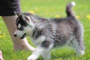 Kjhhjk Siberian Husky Puppies For Sale