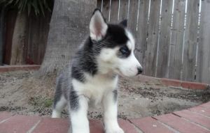 Yujhg Siberian Husky Puppies For Sale
