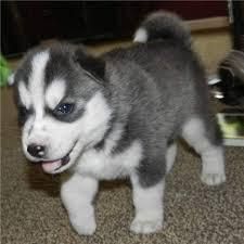 Good Looking Husky Puppie,s (***) ***-***2