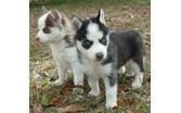 Pure Bred Siberian Husky Pups(***) ***-***8