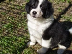 cute siberian husky for adoption text