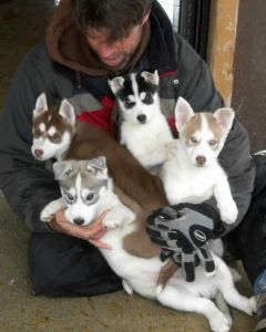 Siberian Husky puppies