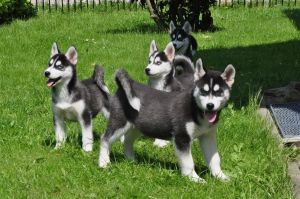 100% Siberian Husky Puppies(***) ***-***1