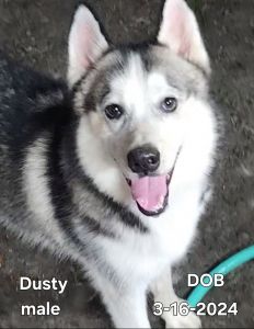 AKC Siberian Huskies needing their forever home