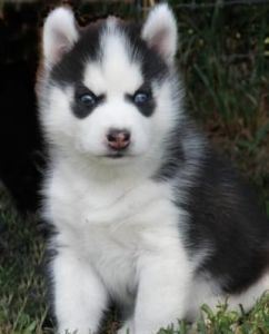Healthy siberian husky puppies