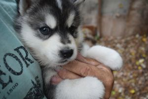 Siberian Husky puppies ***