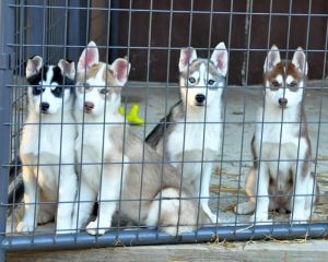 Blue eyed Siberian Husky pupps