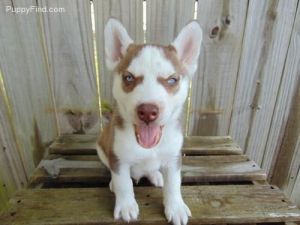 Siberian husky Free to Good Homes