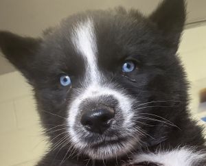 Purebred Husky puppies