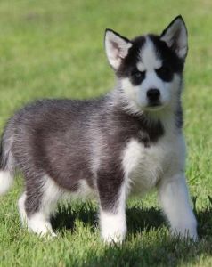 Akc Pure Breed Siberian Husky Puppies.