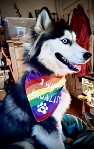 Siberian Husky needs a new home