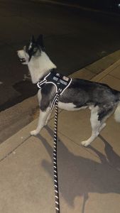 Find Luca a new home