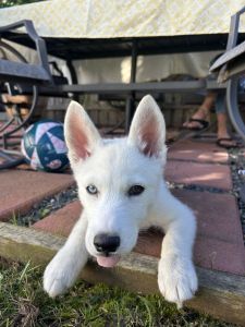 Beautiful playful puppy for your home!
