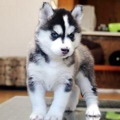 Akc Pure Breed Siberian Husky Puppies