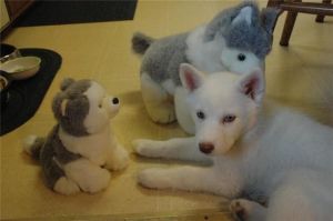 Husky Puppies Text(***) ***-***3