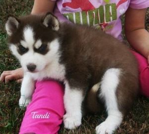 Gorgeous Akc Siberian Husky Puppies