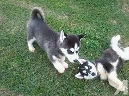 Siberian husky puppies is very nice