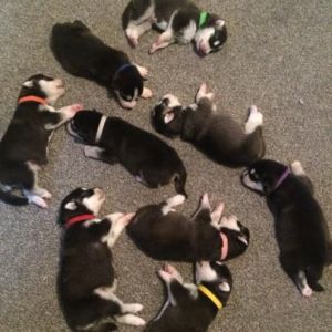 I have male and female 10 wks old