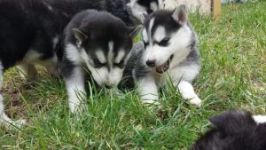 Beautiful Siberian Husky Puppies(***) ***-***2